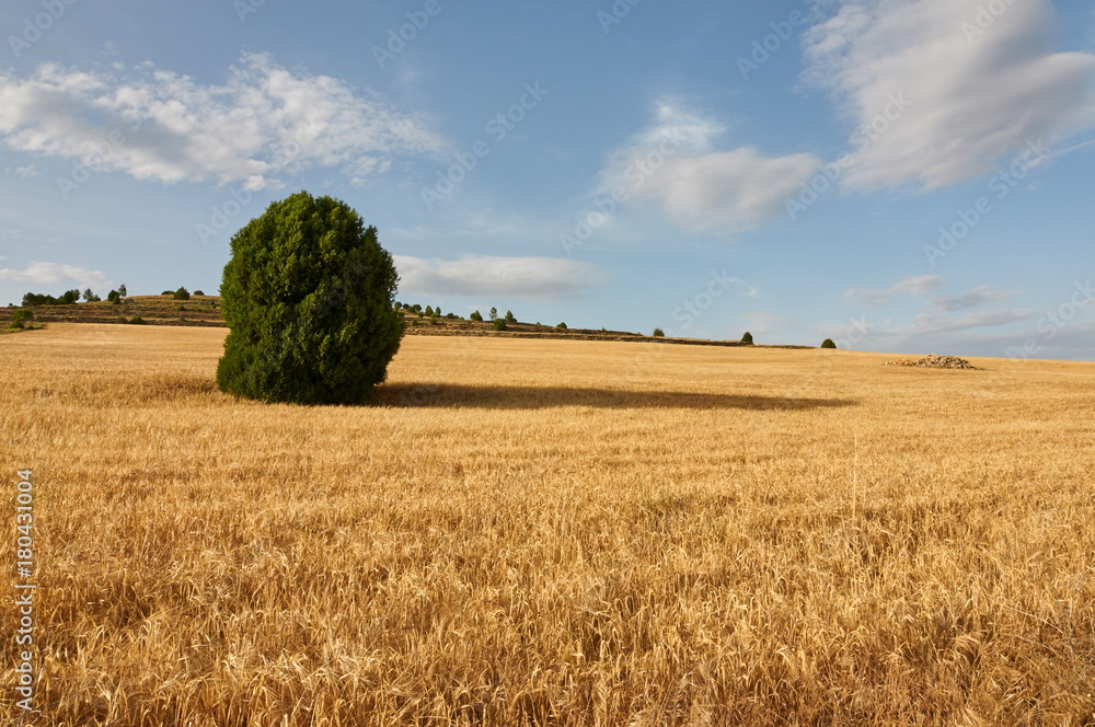 Fototapeta premium Wheat flields