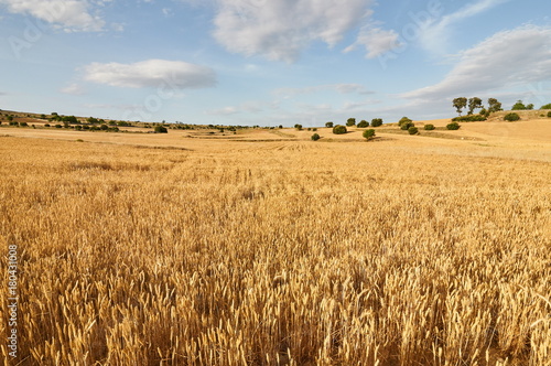 Wheat flields photo