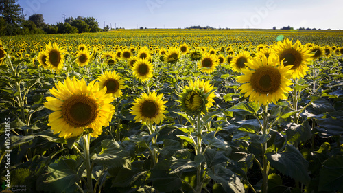 Fototapeta Naklejka Na Ścianę i Meble -  sunflower in a field