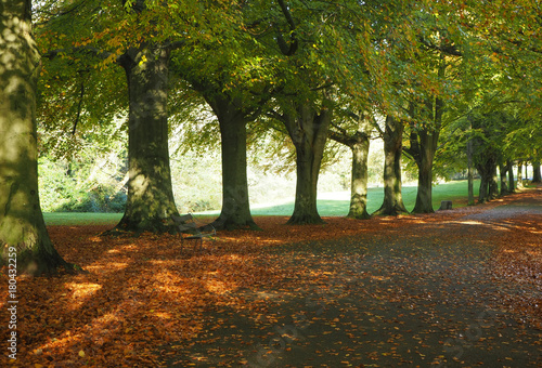 Avenue of autumn trees