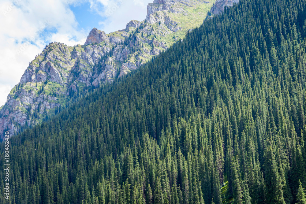 Fototapeta premium Spruce forest