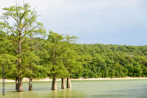 cypress trees grow from the water