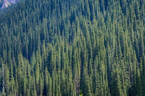 Spruce forest in the mountains