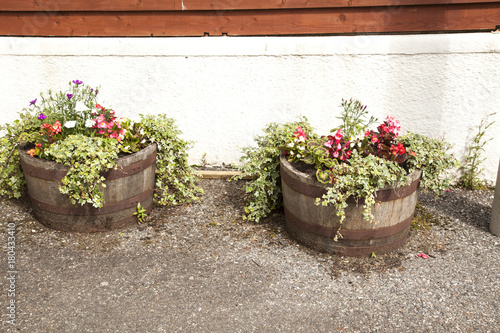 Fototapeta Naklejka Na Ścianę i Meble -  dos maceteros de tonel de madera cortado por la mitad con flores y hojas.en una terraza.