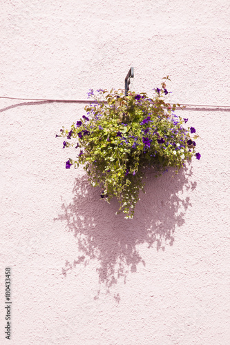 Fototapeta Naklejka Na Ścianę i Meble -  macetero con flores rojas y blancas colgado de una pared encalada de color rosa.