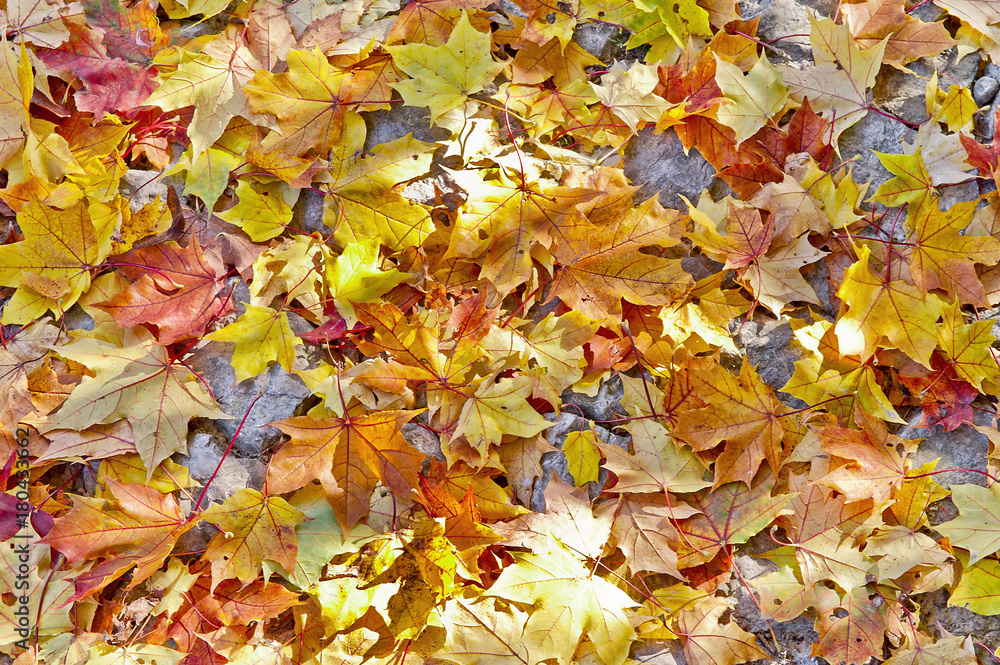 Colorful autumn leafs Colorful autumn leafs