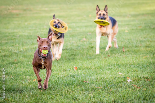 3 Dogs Running With Their Toys