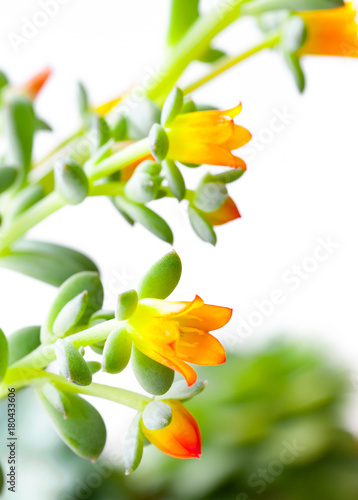 Flowers of a succulent plant. Close-up
