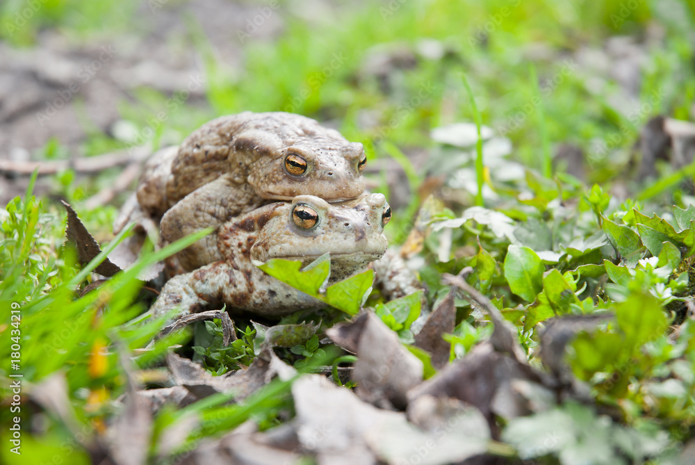 Copulating toads