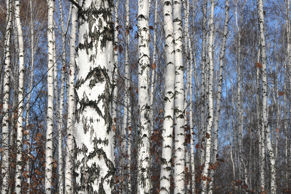 Fototapeta premium Trunks of birch trees in forest / birches in sunlight in spring / birch trees in bright sunshine / birch trees with white bark / beautiful landscape with white birches