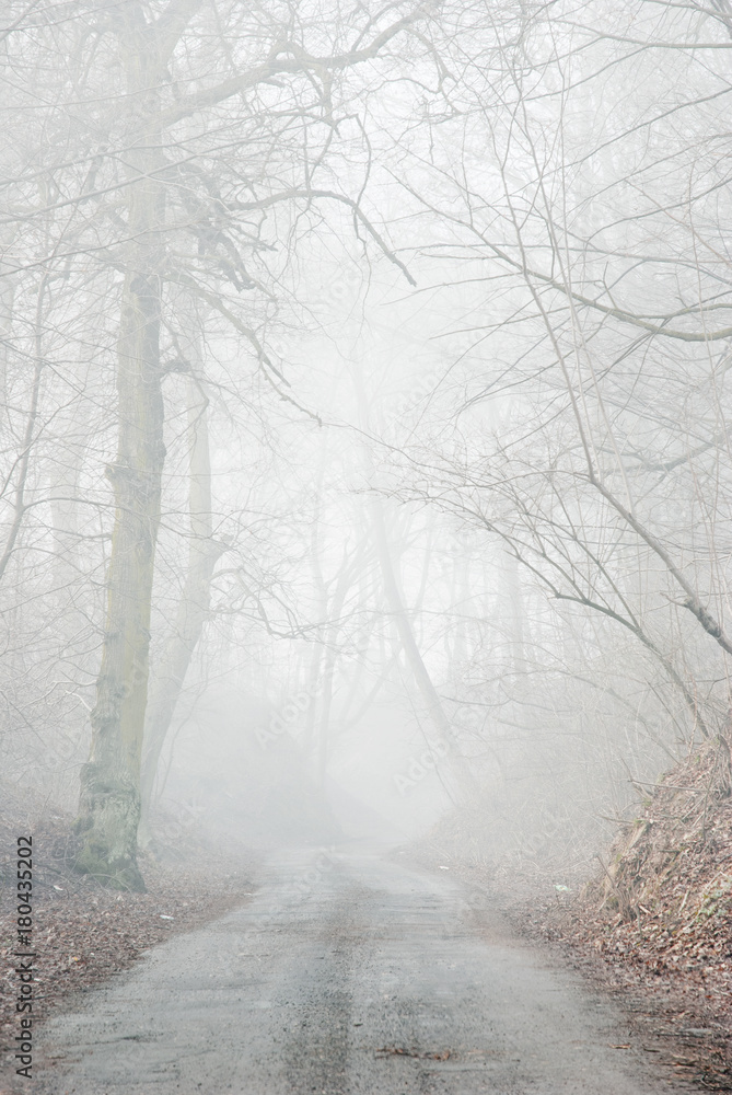 Obraz premium Foggy path
