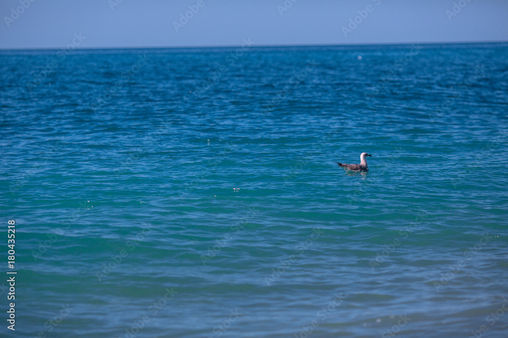 gull floating in sea water