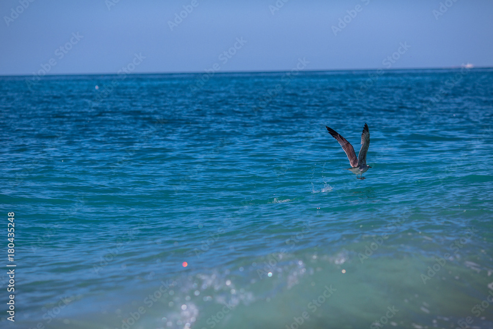 the seagull is flying over the sea