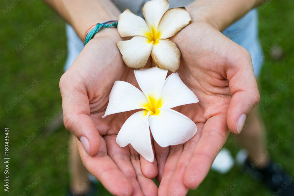 plumeria in women hand. One beautiful and one dirty flower plumeria in women hand. One beautiful and one dirty flower