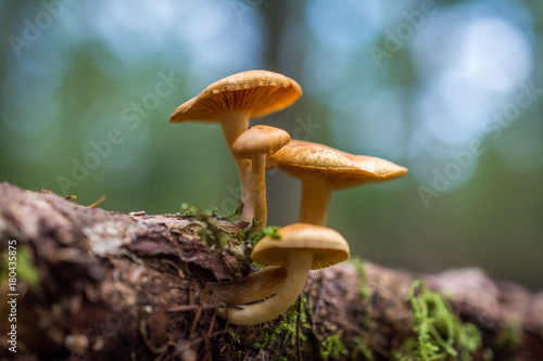 Beautiful Mushrooms on a tree in a forrest
