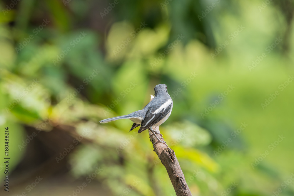 Bird (Oriental magpie-robin) in a nature wild Bird (Oriental magpie-robin) in a nature wild