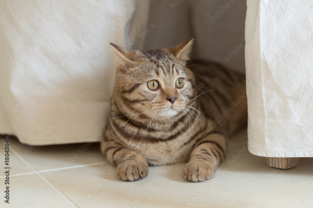 British Shorthair cat