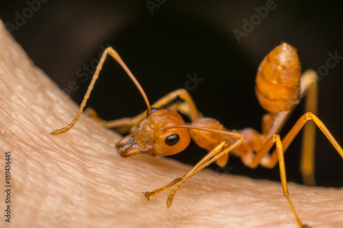 Macro of ant (Red Ant) biting on human skin photo