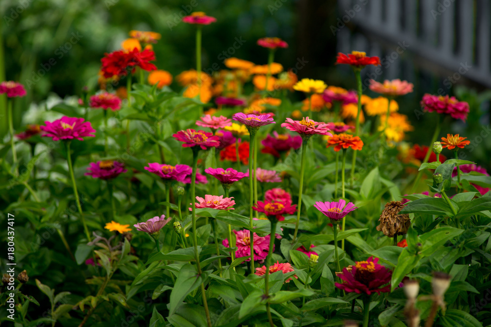 Beautiful colorful flowers in the garden