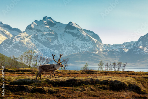 A reindeer on a background of the mountains