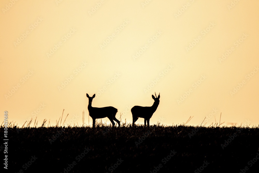 Naklejka premium Rehe