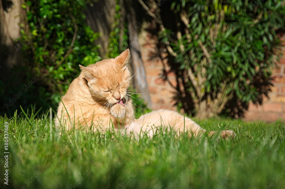 Lovely orange cat sitting in the grass in summer 