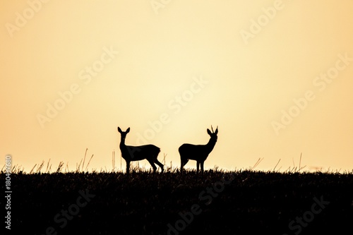 Rehe