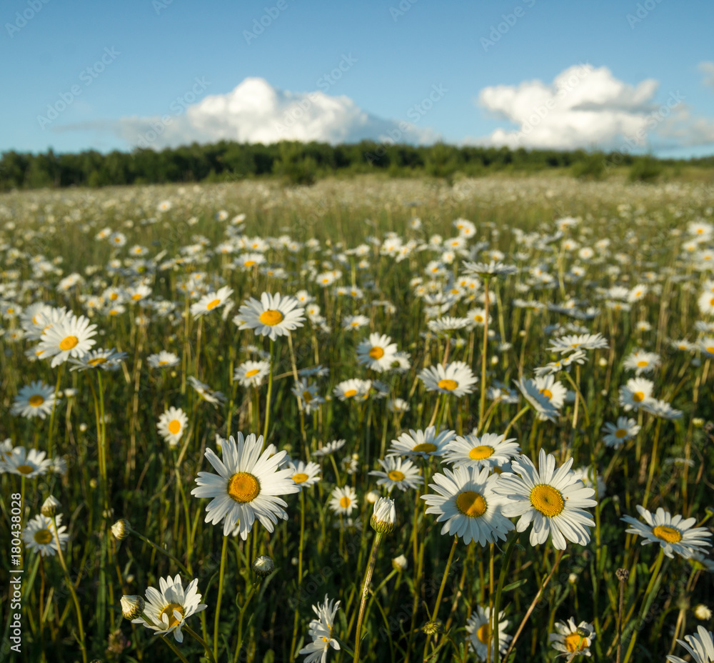 Medical field of daisies under blue sky