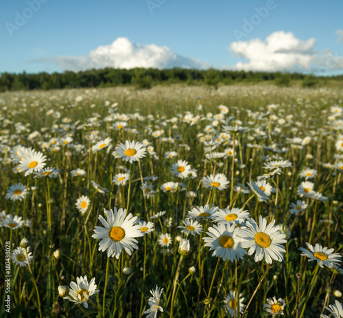 Medical field of daisies under blue sky © Aleksey