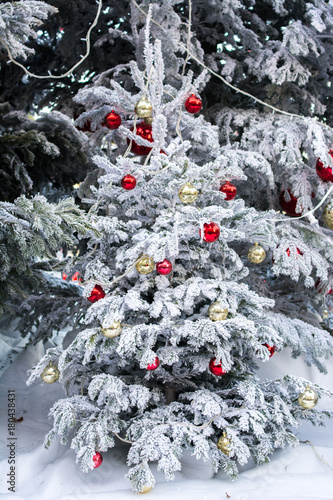 Christmas tree : Red and Gold ball hanging on Christmas tree with Snow in winter season. Natural with snow in outdoor and Christmas ball Decorated on trees.