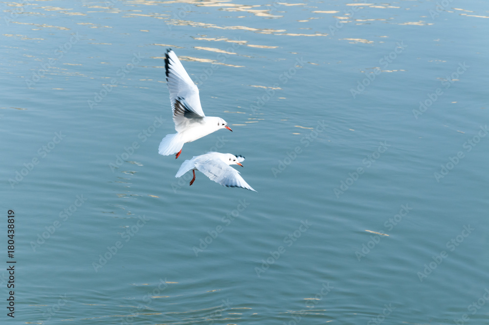 Couple of seagulls flying over the water looking for food with motion blur and film grain Couple of seagulls flying over the water looking for food with motion blur and film grain