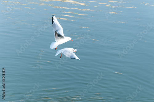 Couple of seagulls flying over the water looking for food with motion blur and film grain