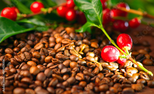 Coffee. Real coffee plant on roasted coffee beans background