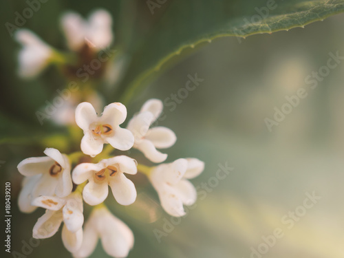 Close-up image of bouquet of white sweet osmanthus, sweet olive flower (Osmanthus fragrans) in garden on soft toned with copy space