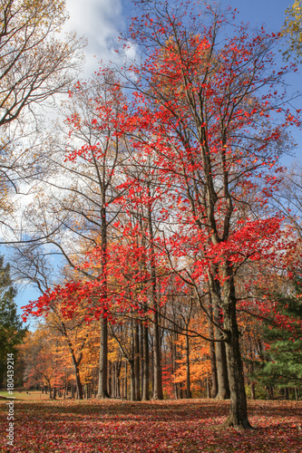 Red Tree at Susquehannock State Park