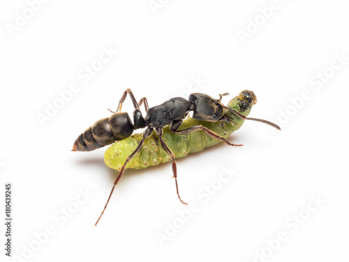 Extreme close-up image of Pachycondyla rufipes worker ant killing and transporting dead green worm on white background