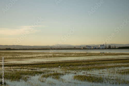  Rice field sunset