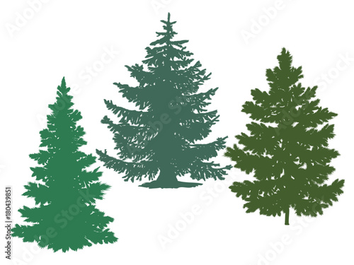 Silhouettes of spruce and pine