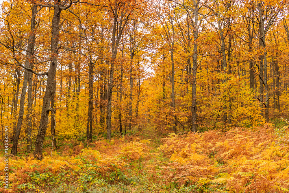 Fototapeta premium Colorful fall forest