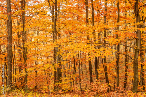 Autumn golden forest