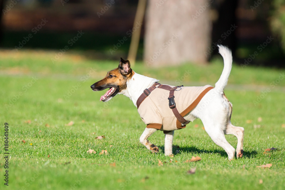 running dog on grass