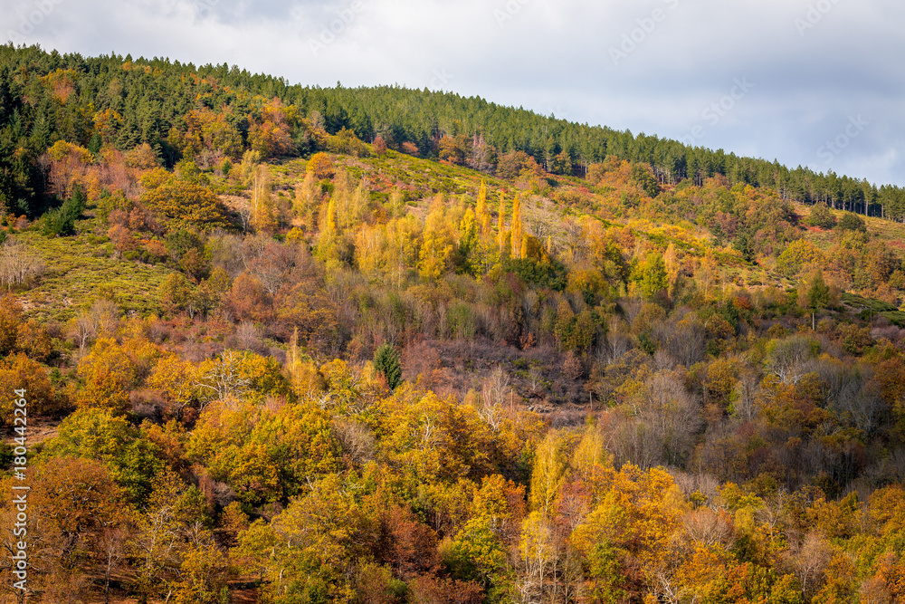 vue aérienne sur des forêts aux couleurs d'automne