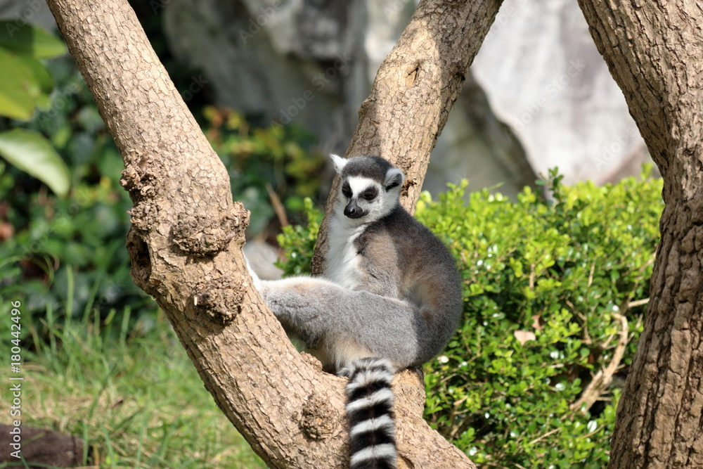 Obraz premium うたた寝するワオキツネザル