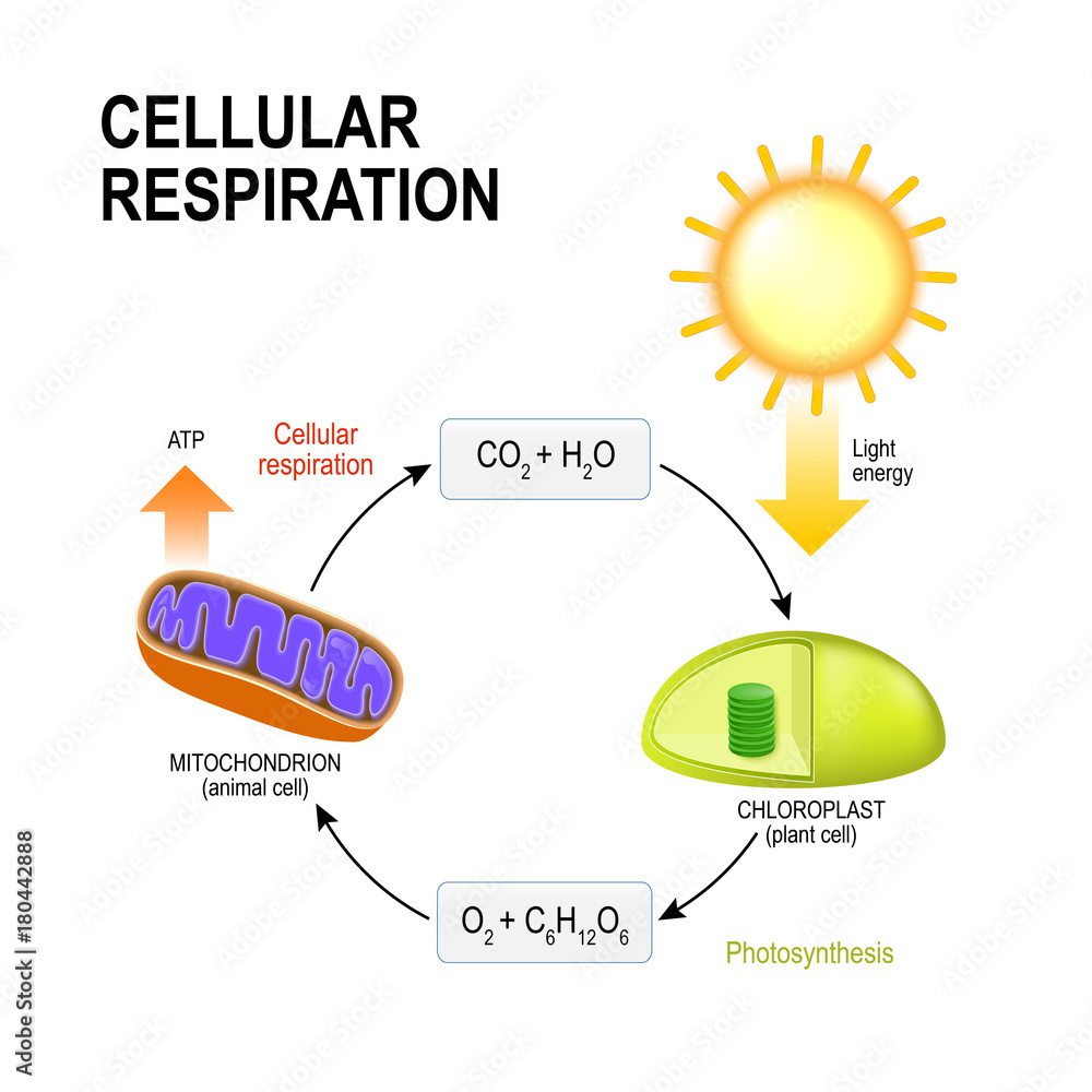 Cellular Respiration And Photosynthesis respiration-in-plants