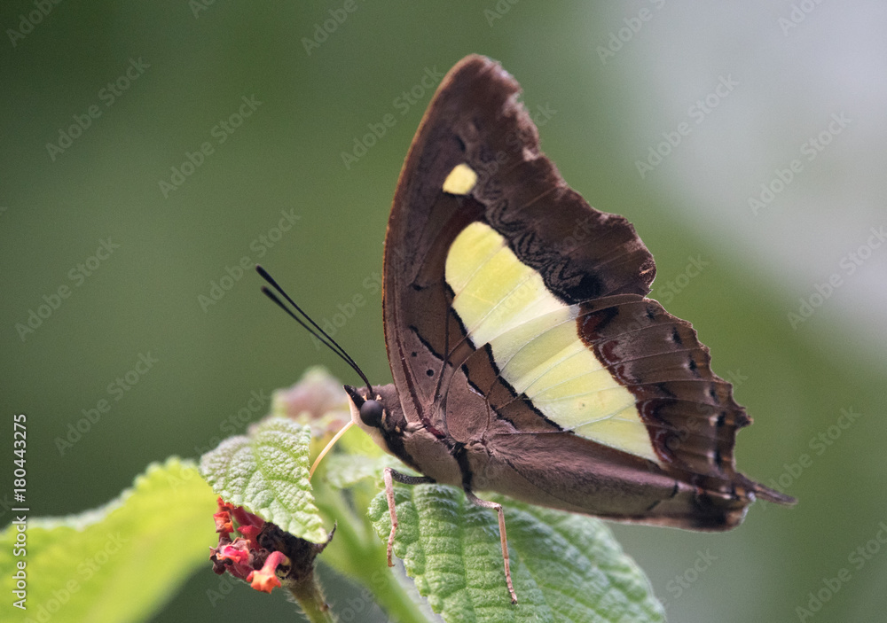 Fototapeta premium Common Nawab Butterfly
