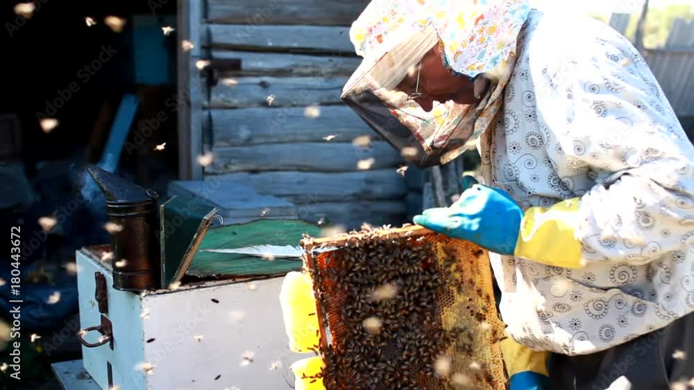 Frames of a bee hive. Beekeeper harvesting honey. Beekeeper Inspecting Bee Hive Frames of a bee hive. Beekeeper harvesting honey. Beekeeper Inspecting Bee Hive