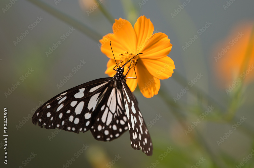 Fototapeta premium Butterfly on Cosmos Flower