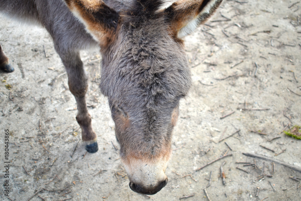 Fototapeta premium Esel im Tierpark