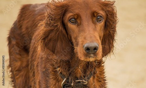 Red irish setter, dog for a hunting