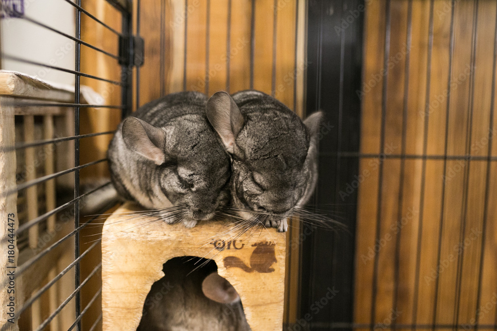 Two chinchillas hot sale